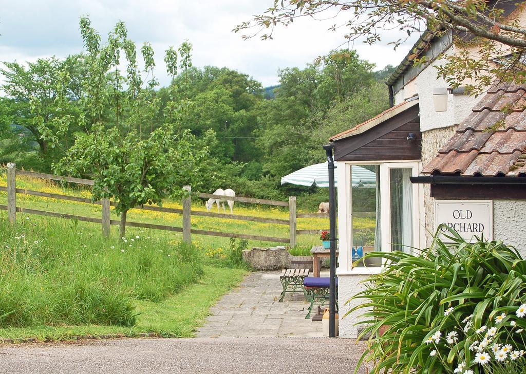Old Orchard Cottage Colyton Exterior foto